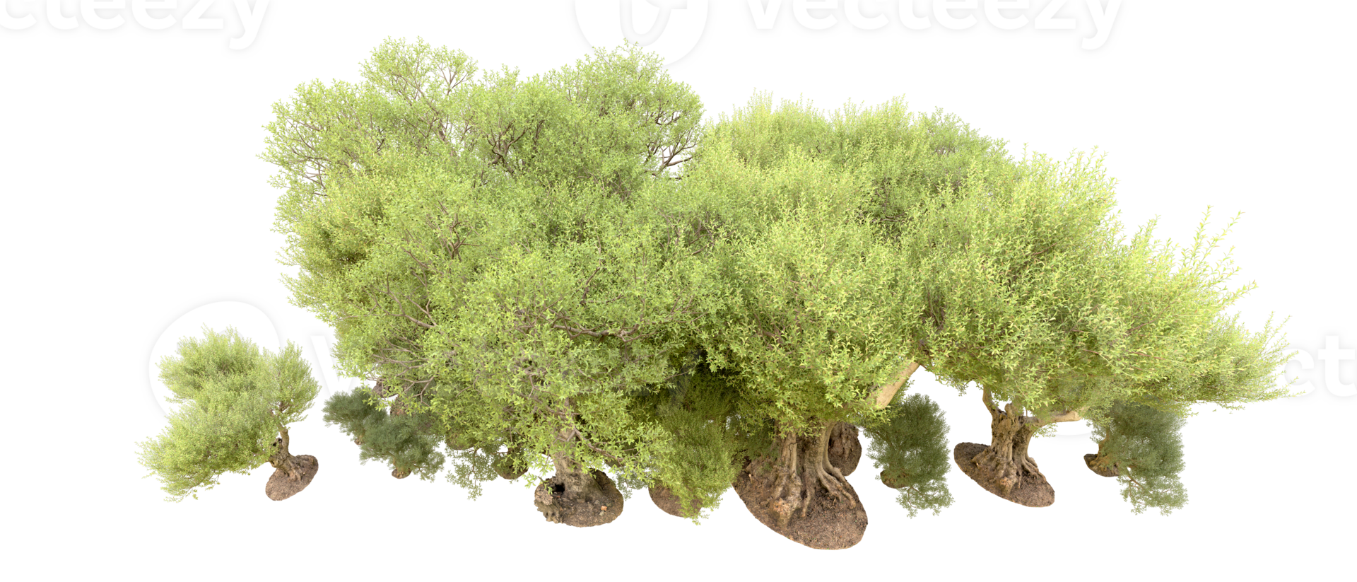 Green forest isolated on background. 3d rendering - illustration png
