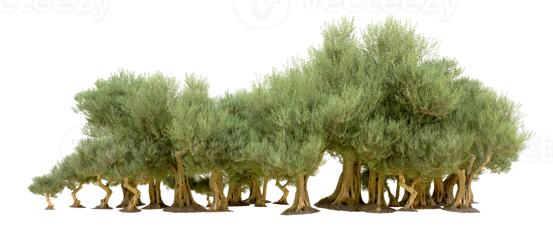 Green forest isolated on background. 3d rendering - illustration png