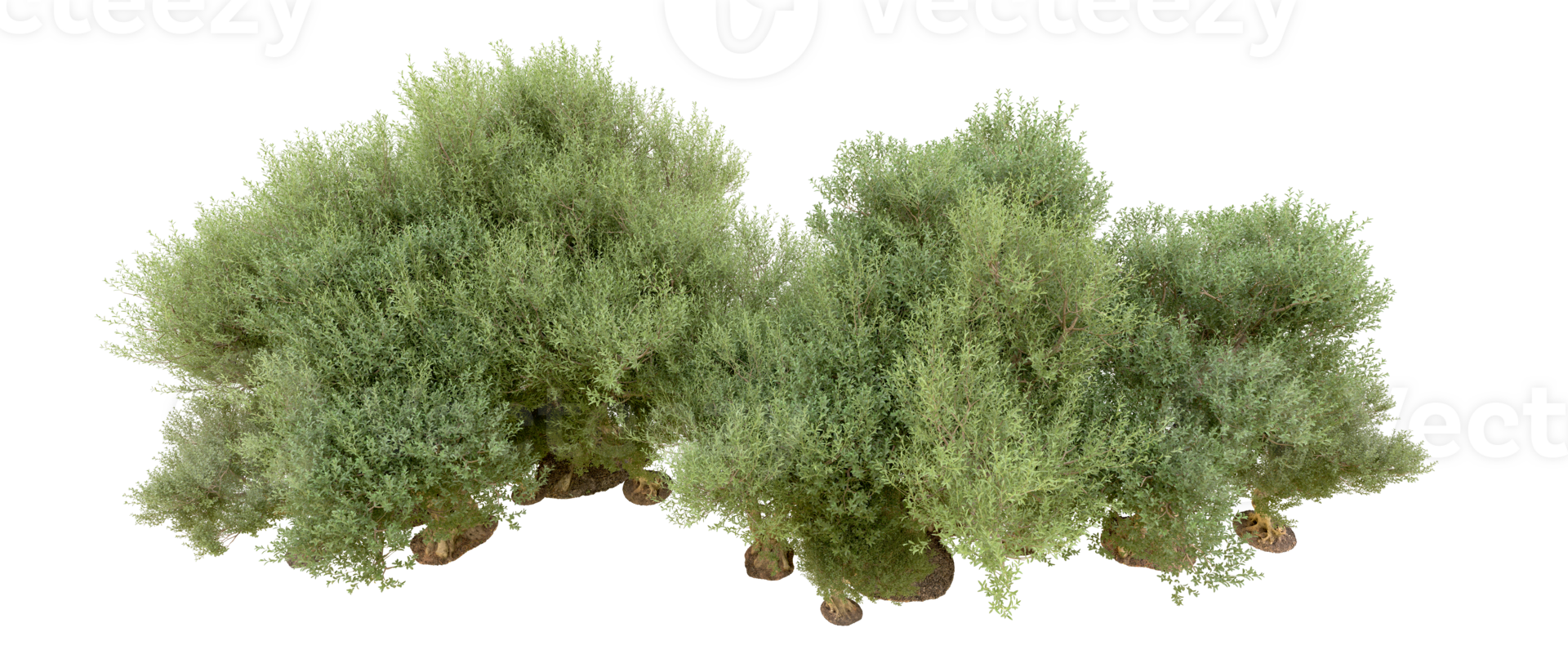 Green forest isolated on background. 3d rendering - illustration png