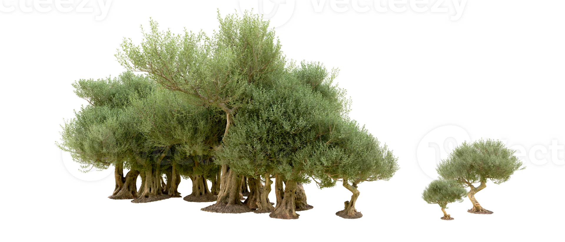 Green forest isolated on background. 3d rendering - illustration png