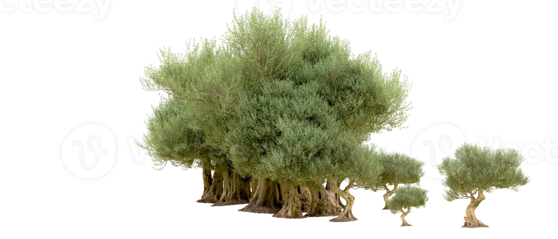 Green forest isolated on background. 3d rendering - illustration png