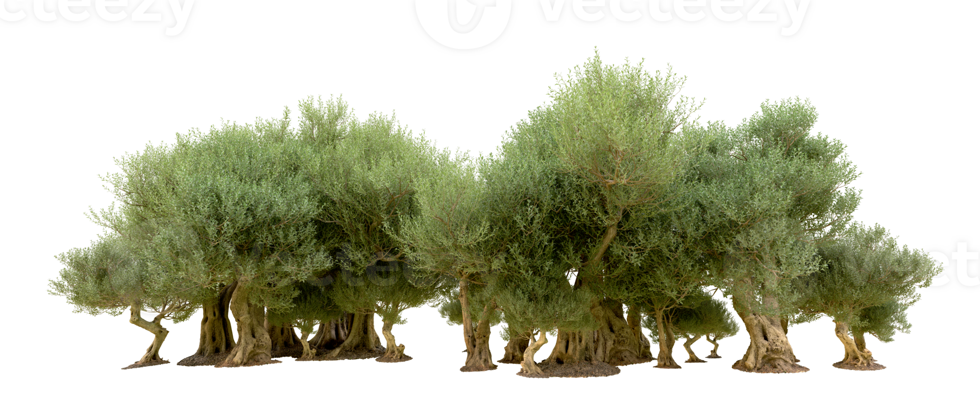 Green forest isolated on background. 3d rendering - illustration png