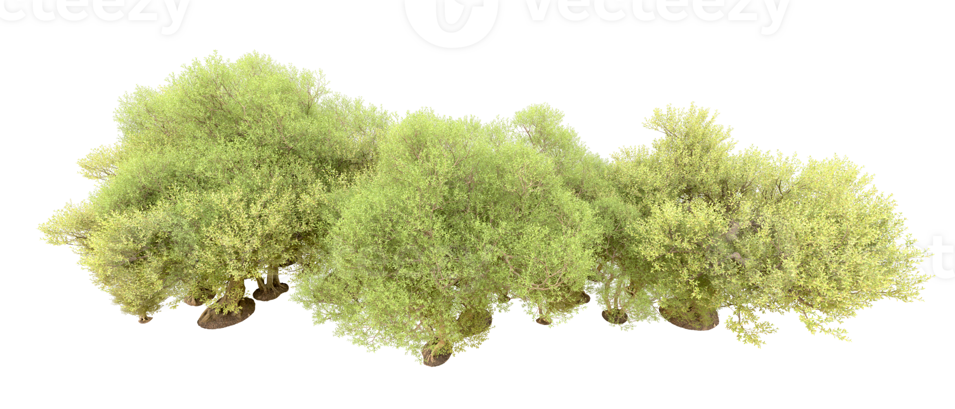 Green forest isolated on background. 3d rendering - illustration png