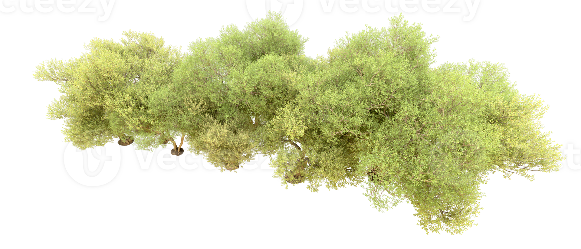 Green forest isolated on background. 3d rendering - illustration png
