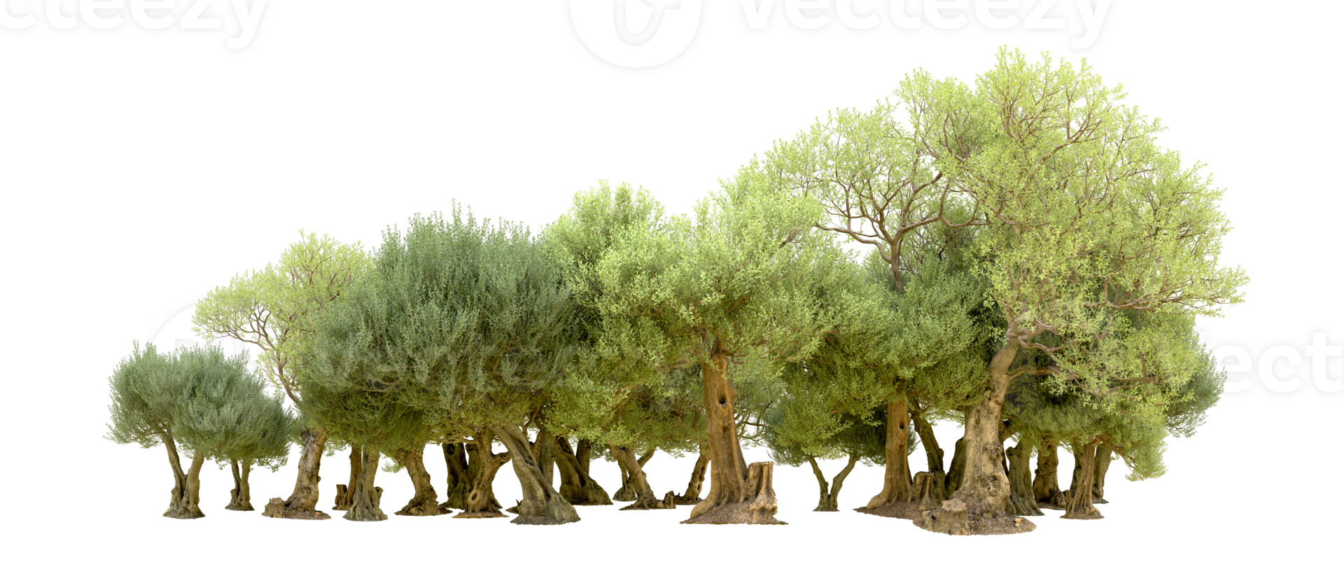 Green forest isolated on background. 3d rendering - illustration png