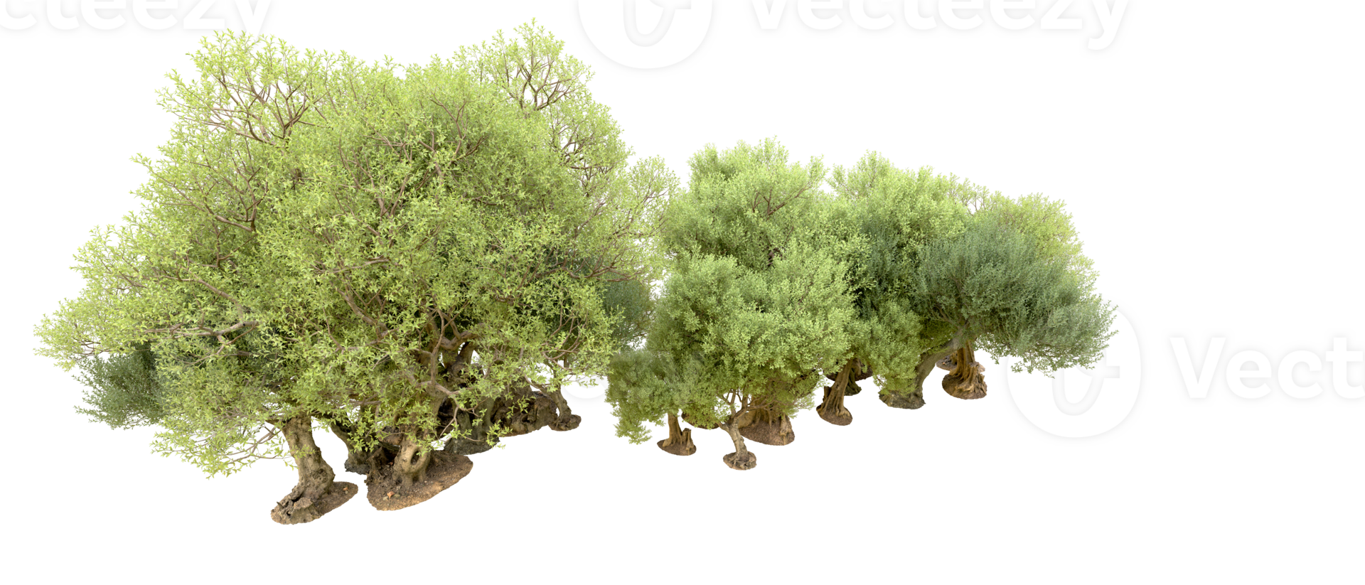 Green forest isolated on background. 3d rendering - illustration png