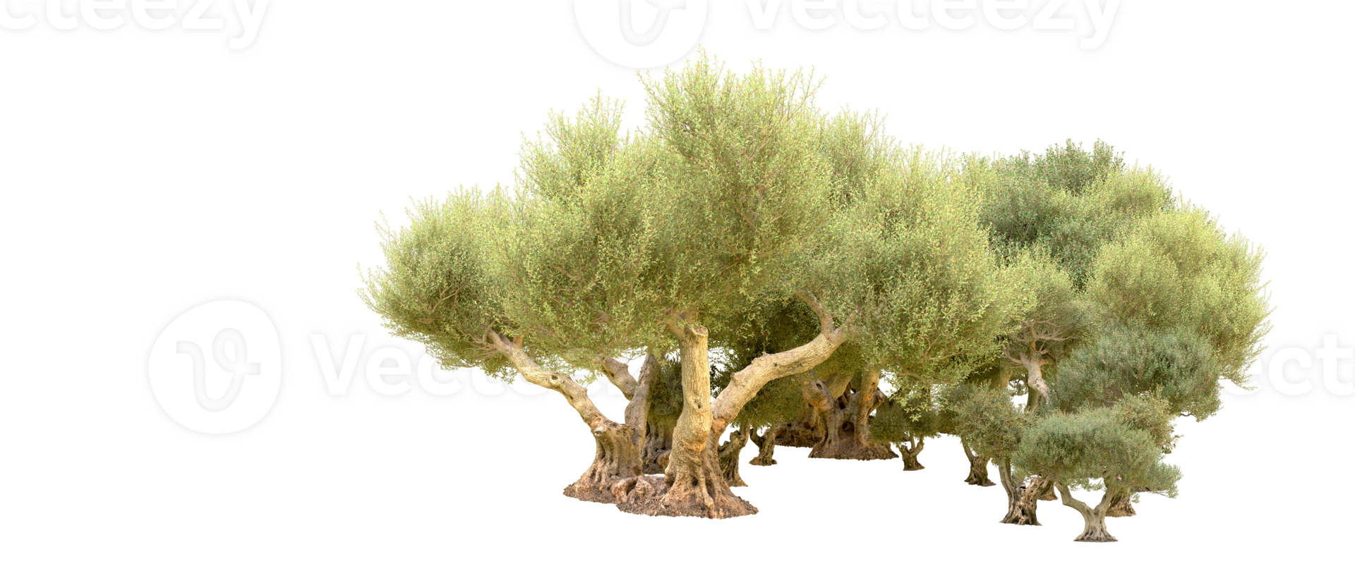 Green forest isolated on background. 3d rendering - illustration png