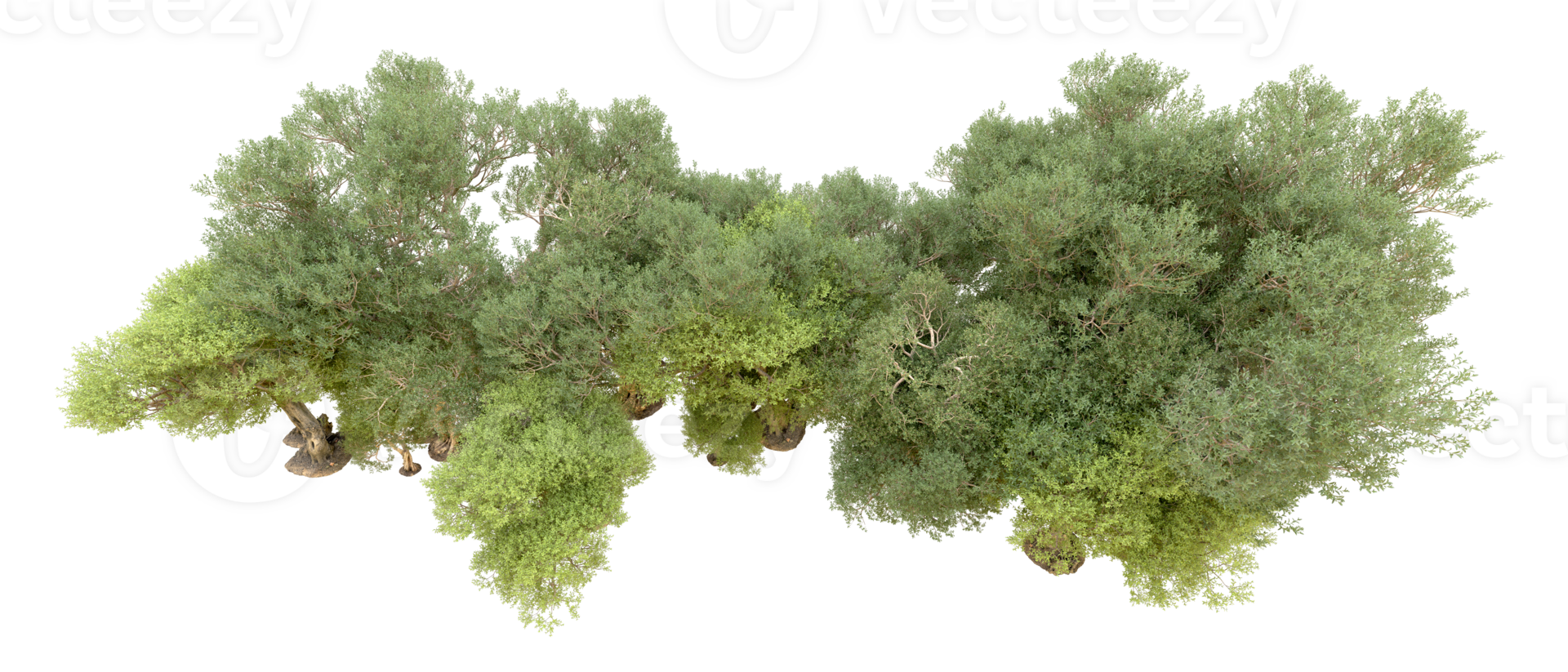 Green forest isolated on background. 3d rendering - illustration png