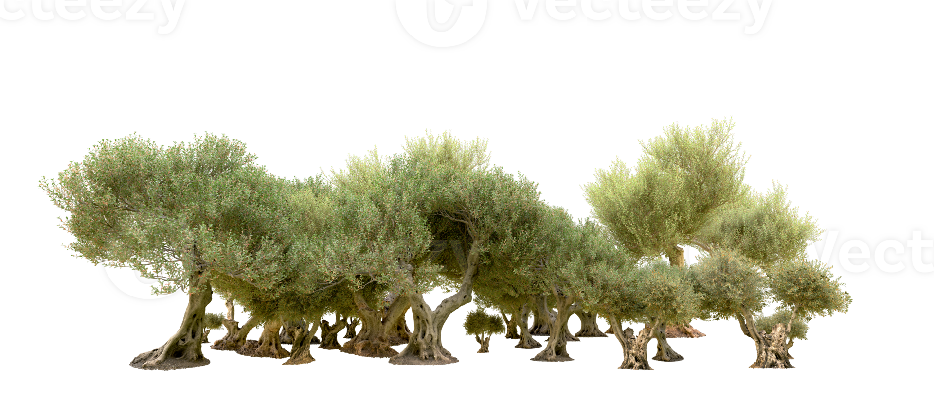 Green forest isolated on background. 3d rendering - illustration png