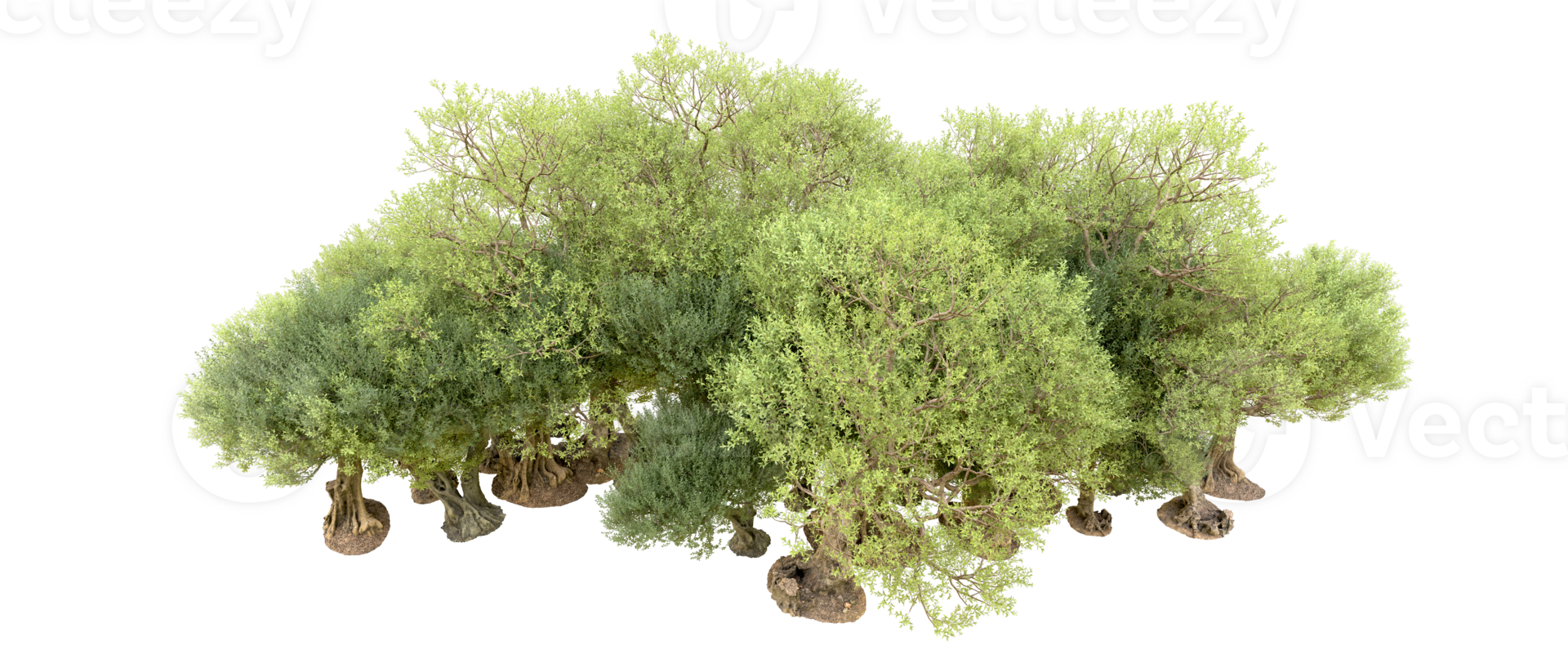 Green forest isolated on background. 3d rendering - illustration png
