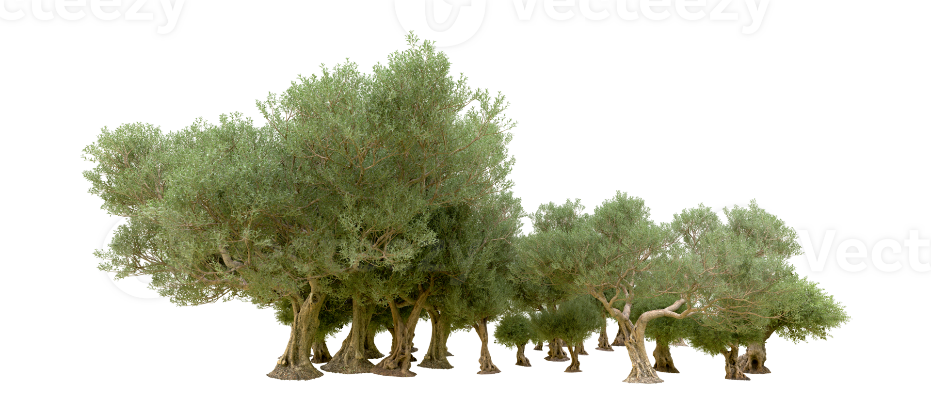 Green forest isolated on background. 3d rendering - illustration png