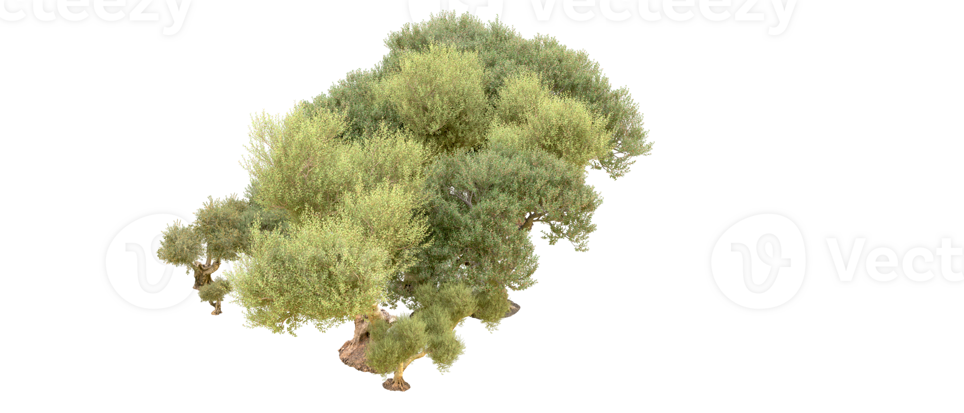 Green forest isolated on background. 3d rendering - illustration png