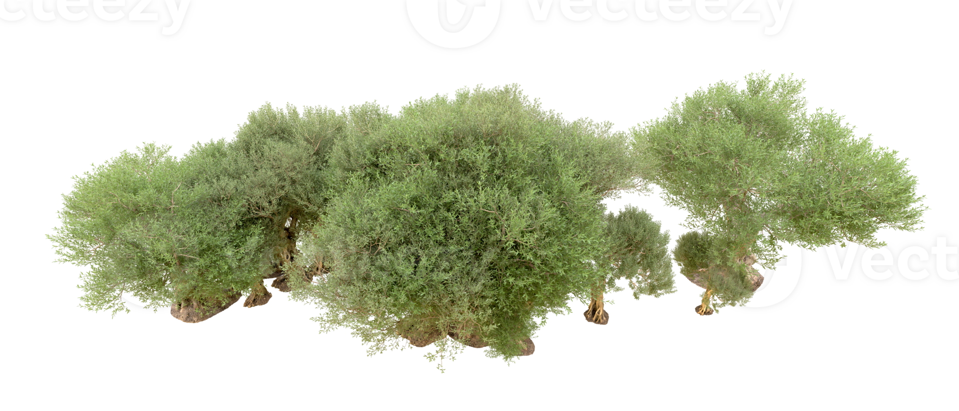 Green forest isolated on background. 3d rendering - illustration png