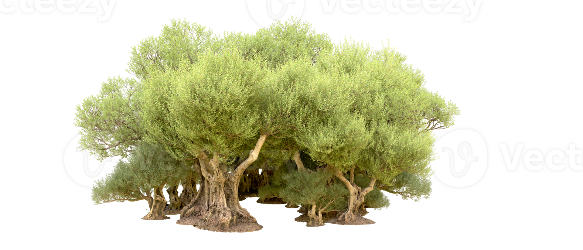 Green forest isolated on background. 3d rendering - illustration png