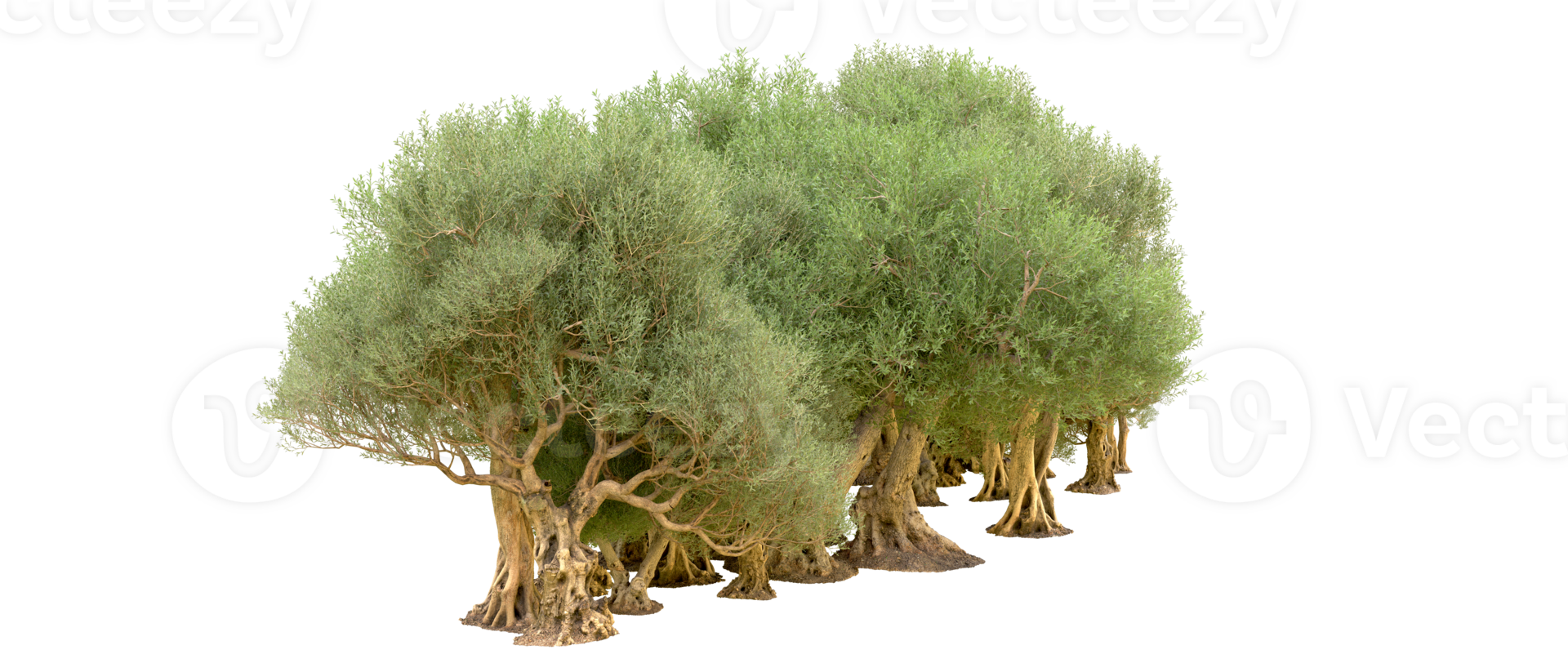 Green forest isolated on background. 3d rendering - illustration png