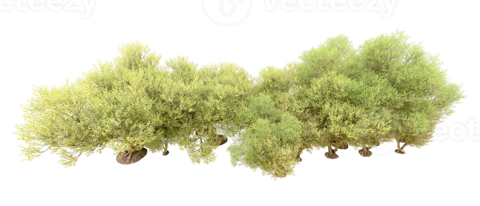 Green forest isolated on background. 3d rendering - illustration png