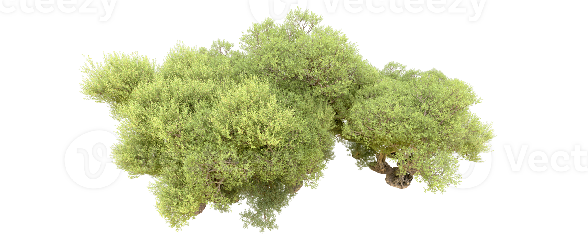 Green forest isolated on background. 3d rendering - illustration png