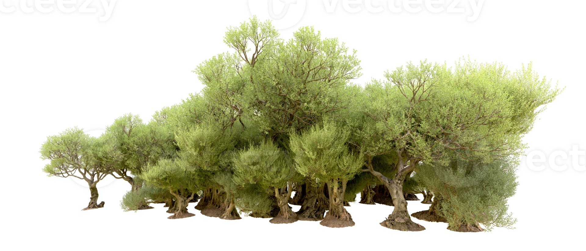 Green forest isolated on background. 3d rendering - illustration png