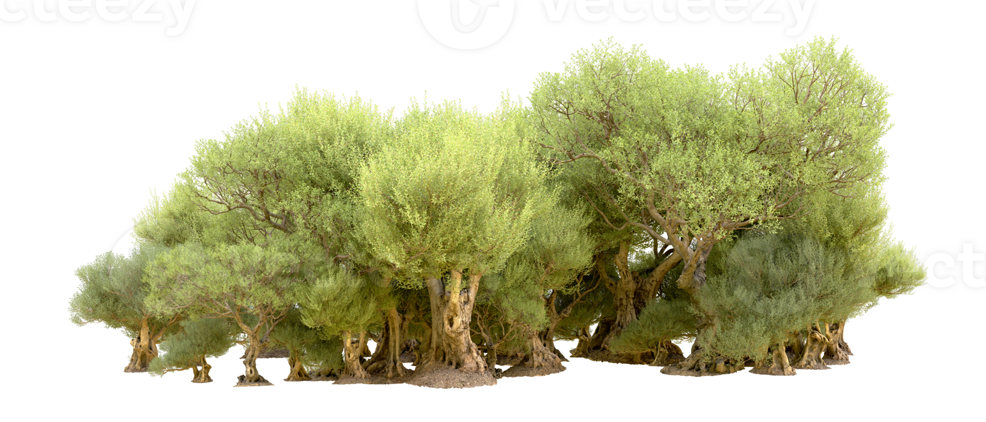 Green forest isolated on background. 3d rendering - illustration png