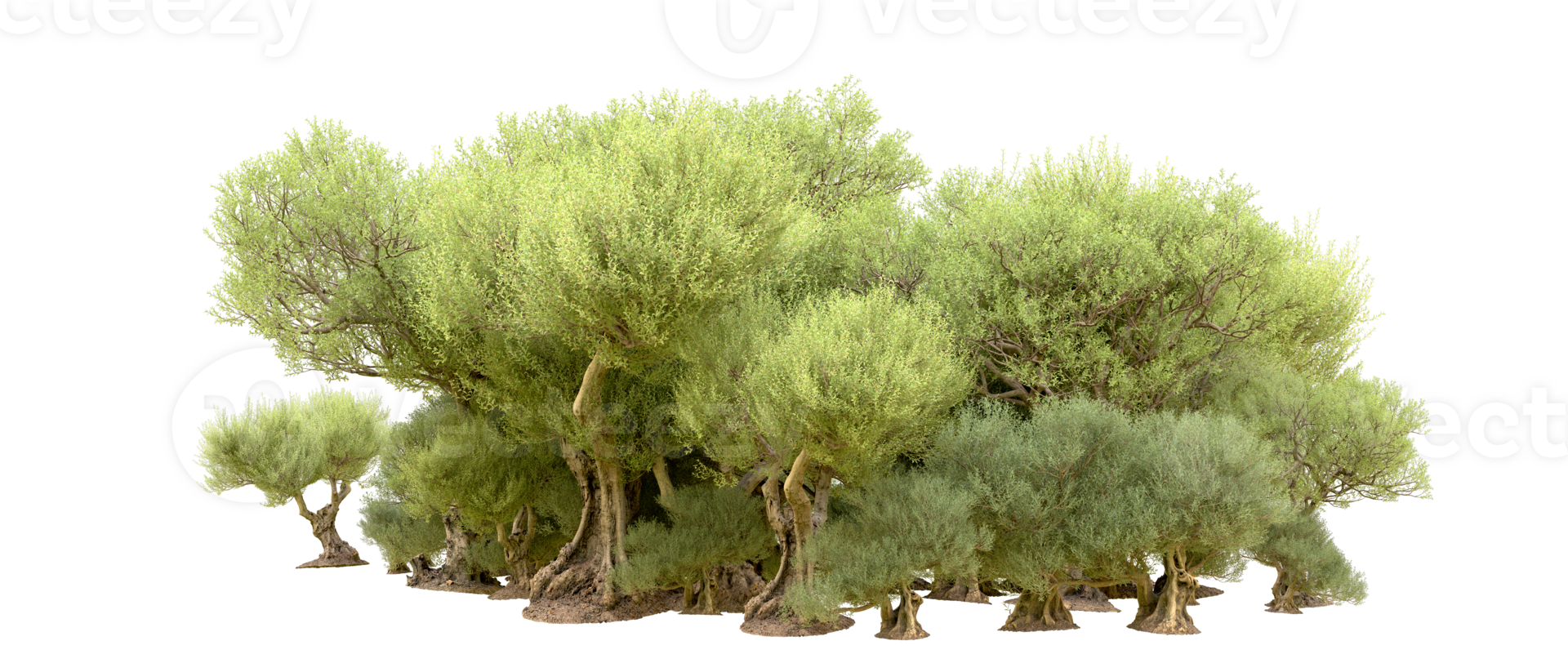 Green forest isolated on background. 3d rendering - illustration png