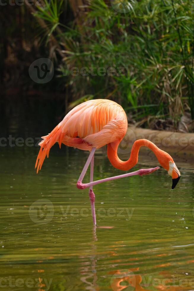 American flamingo Phoenicopterus ruber bird photo