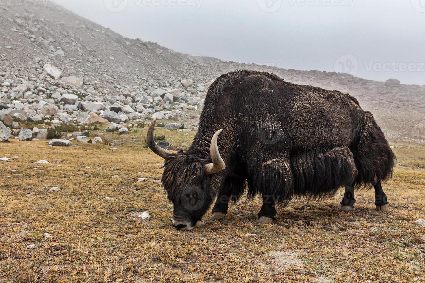 yak pasto en Himalaya foto