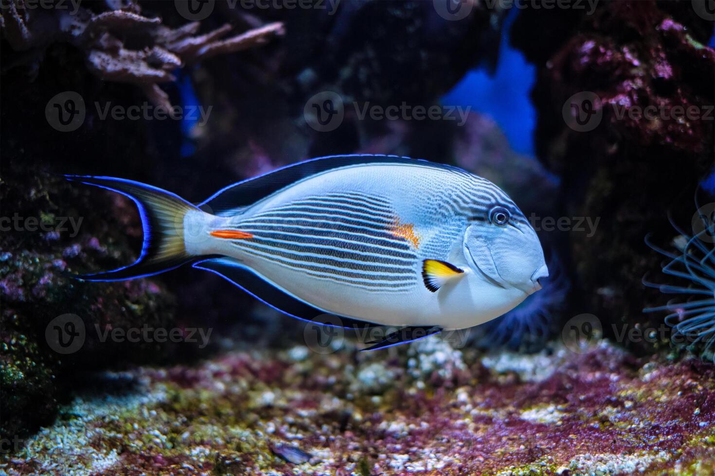 Sohal Surgeonfish underwater photo
