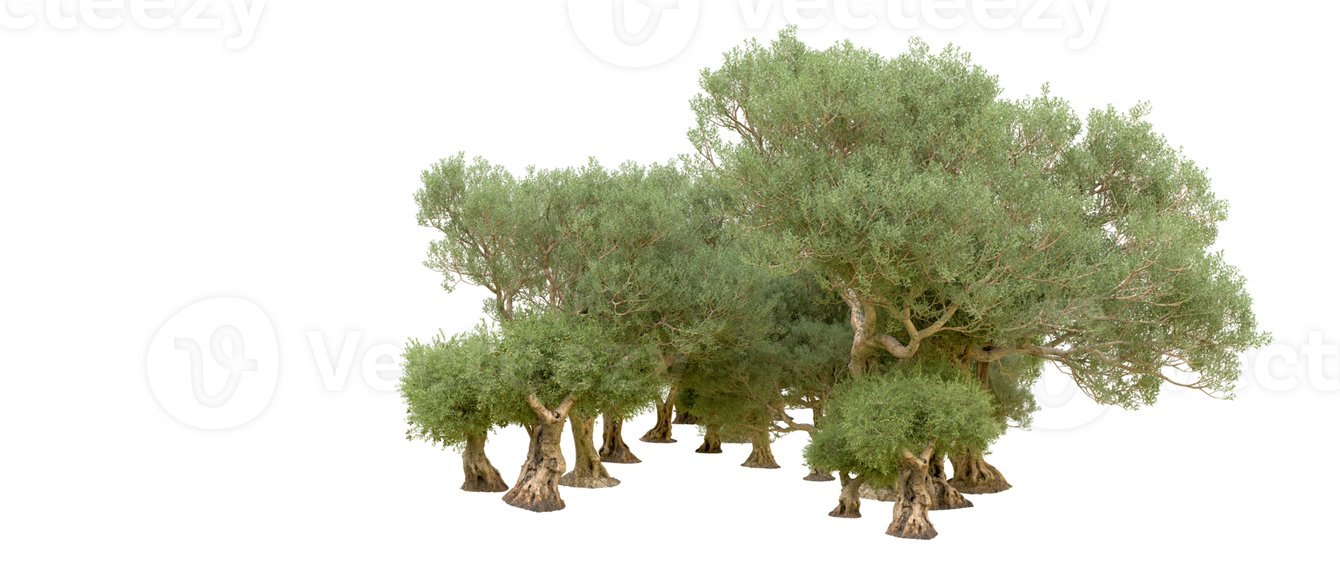 Green forest isolated on background. 3d rendering - illustration png