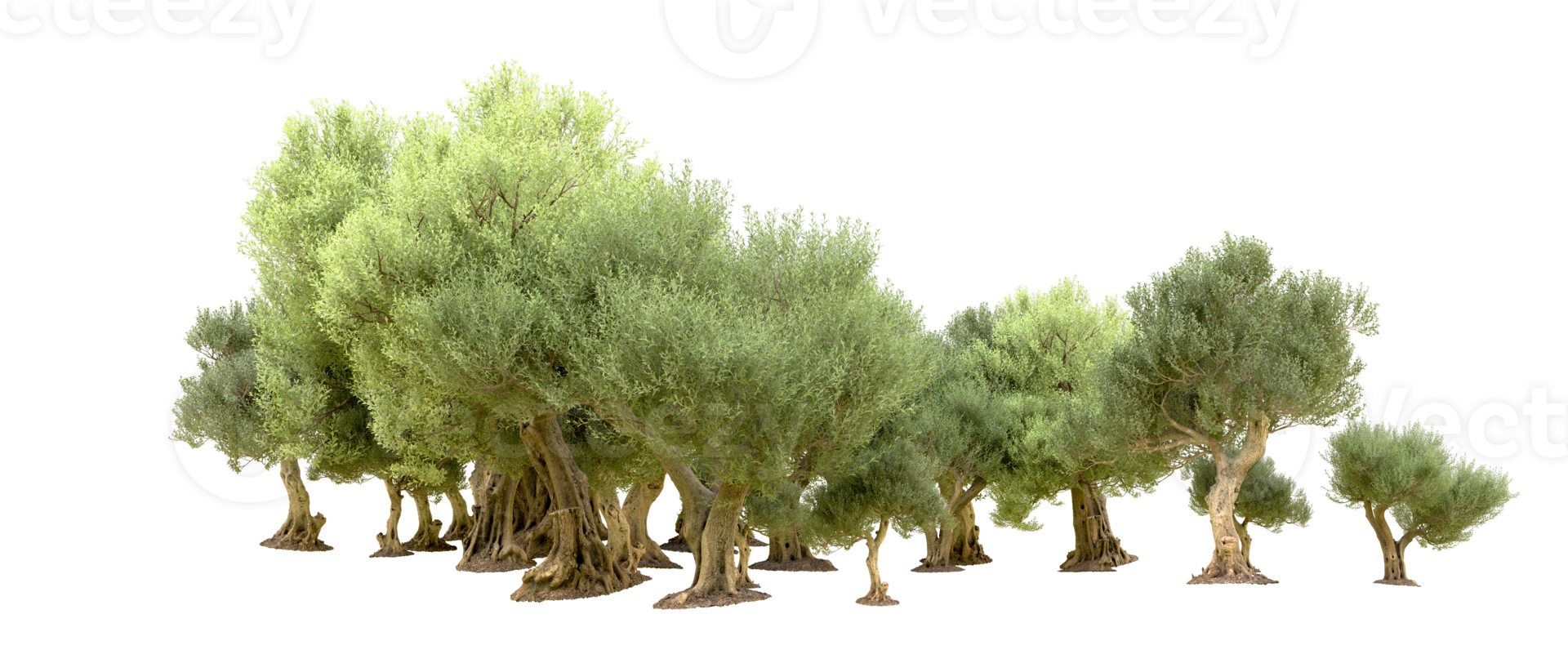 Green forest isolated on background. 3d rendering - illustration png