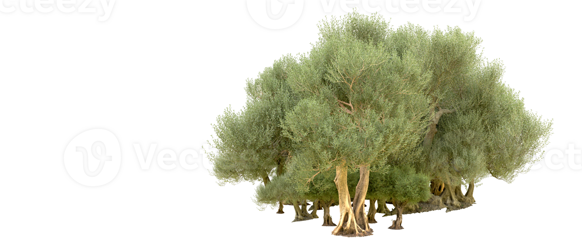 Green forest isolated on background. 3d rendering - illustration png