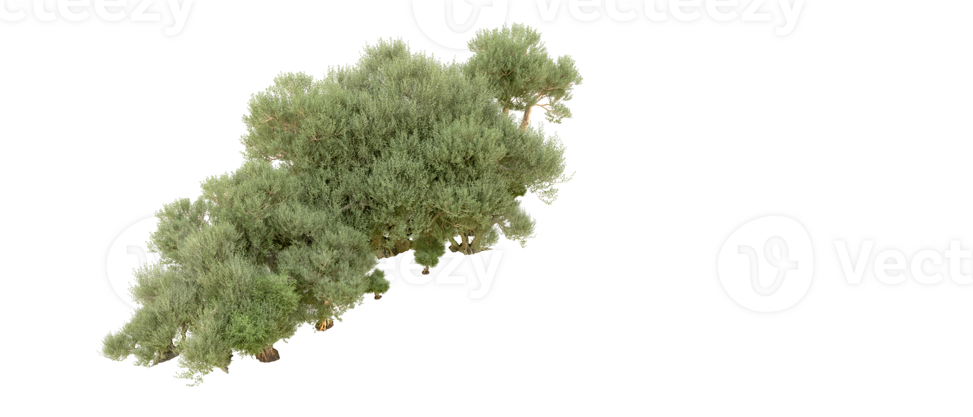 Green forest isolated on background. 3d rendering - illustration png