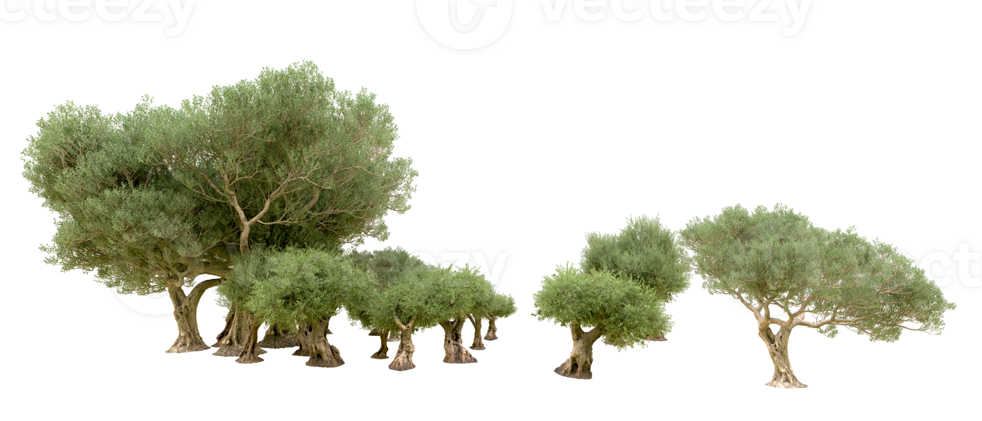 Green forest isolated on background. 3d rendering - illustration png