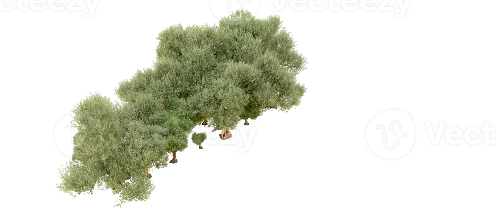 Green forest isolated on background. 3d rendering - illustration png