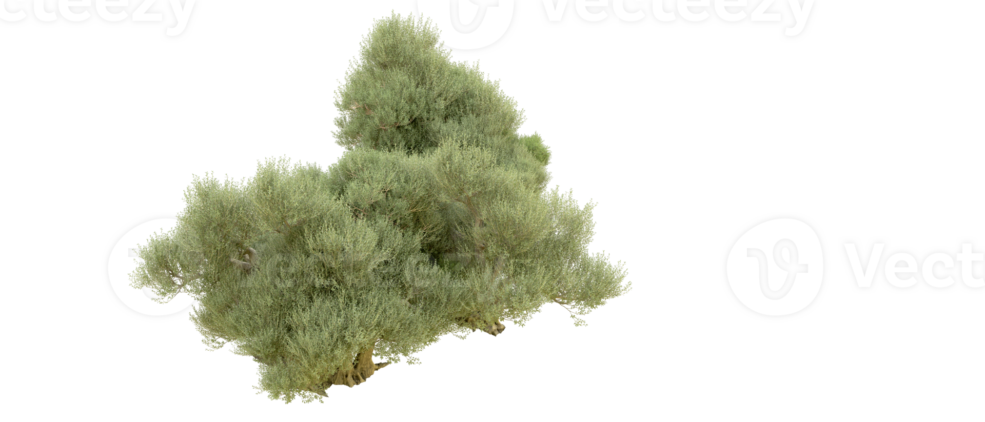 Green forest isolated on background. 3d rendering - illustration png