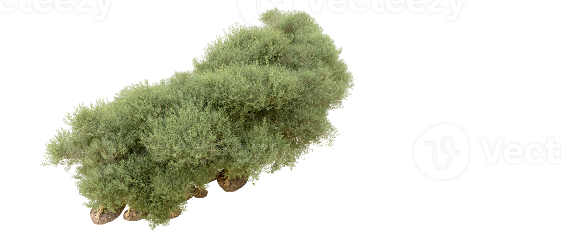 Green forest isolated on background. 3d rendering - illustration png
