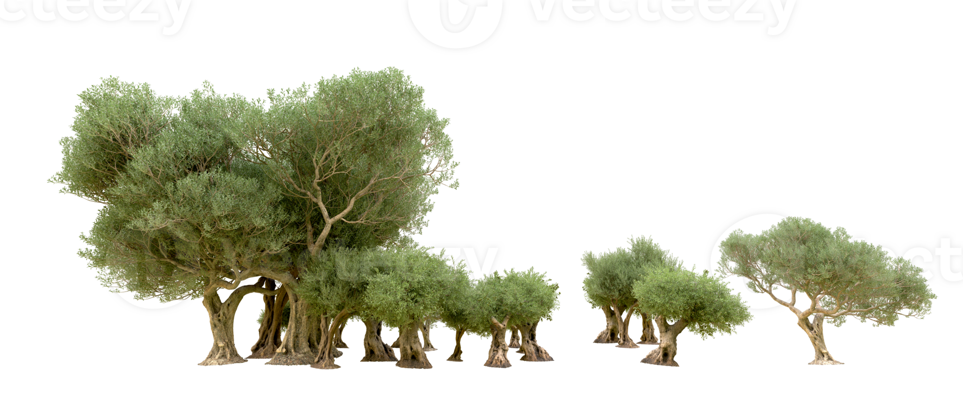 Green forest isolated on background. 3d rendering - illustration png