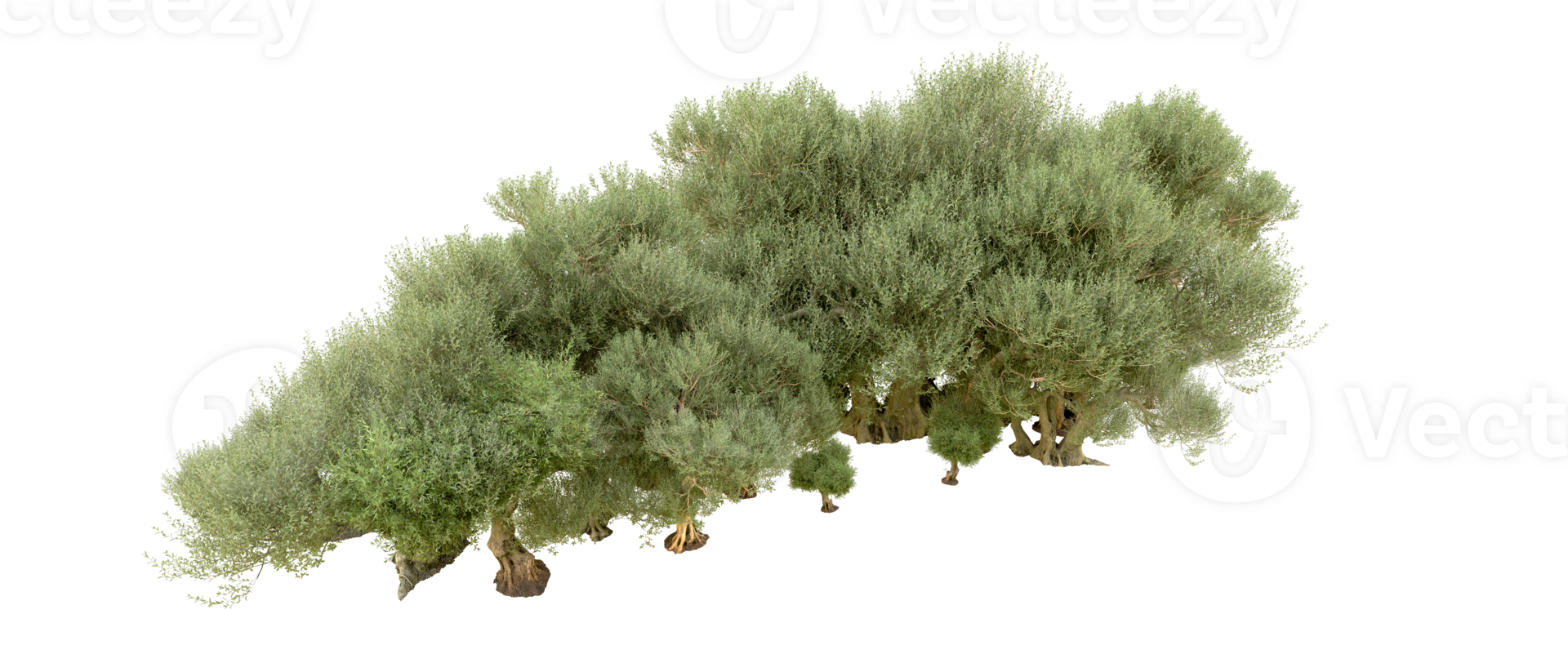 Green forest isolated on background. 3d rendering - illustration png