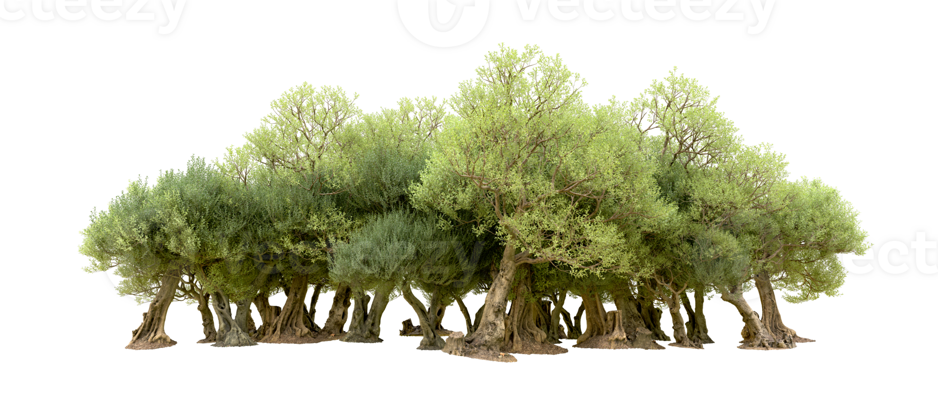 Green forest isolated on background. 3d rendering - illustration png