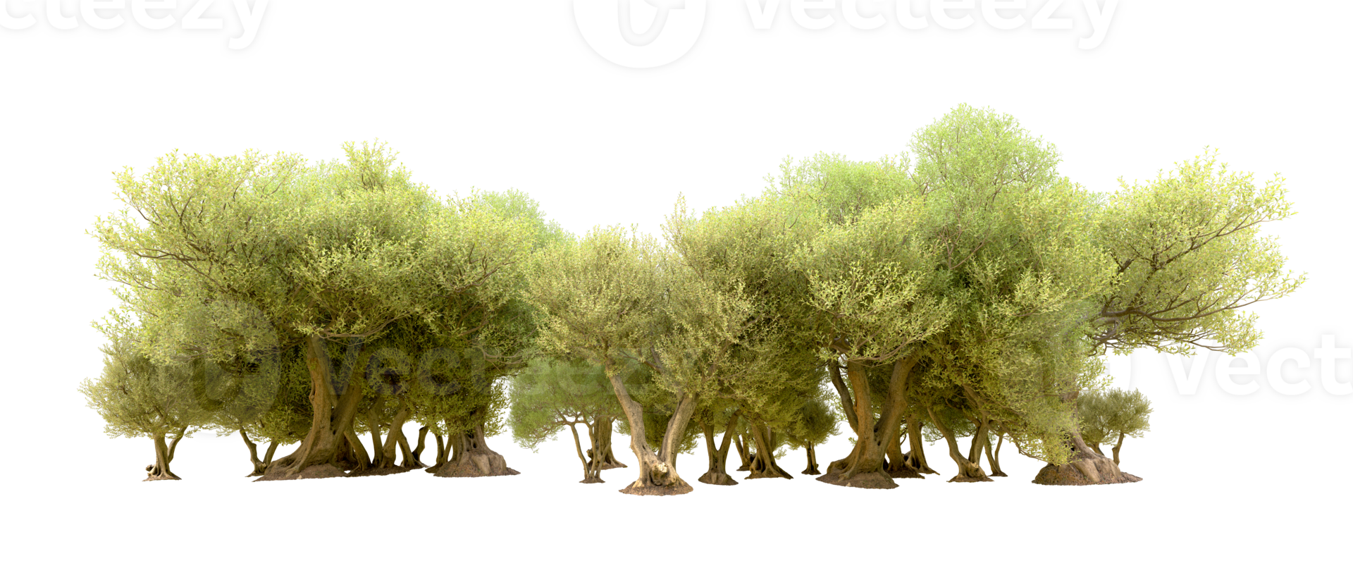 Green forest isolated on background. 3d rendering - illustration png