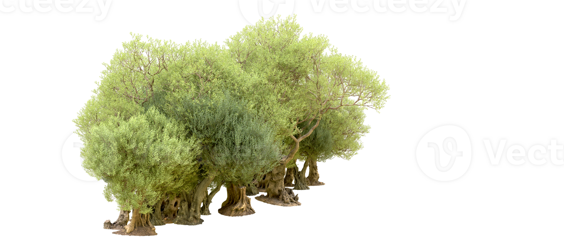 Green forest isolated on background. 3d rendering - illustration png