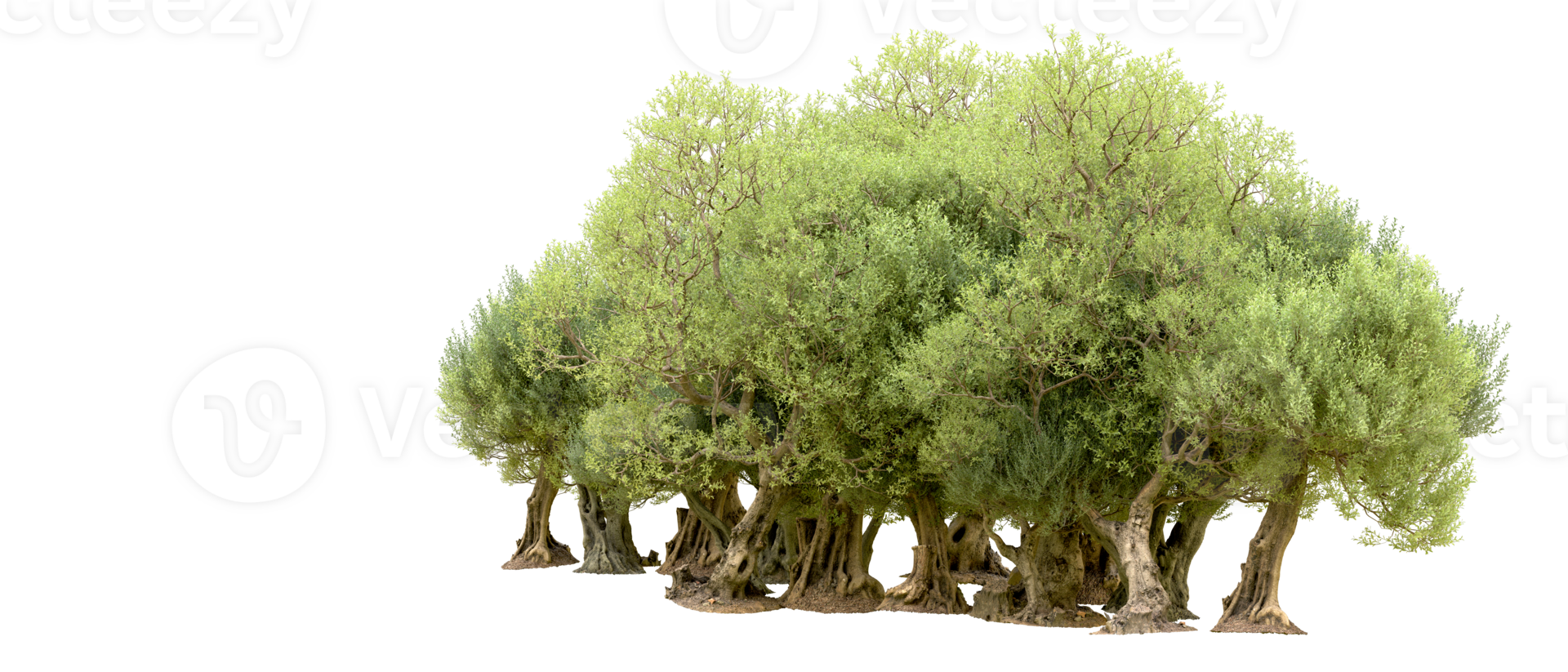 Green forest isolated on background. 3d rendering - illustration png