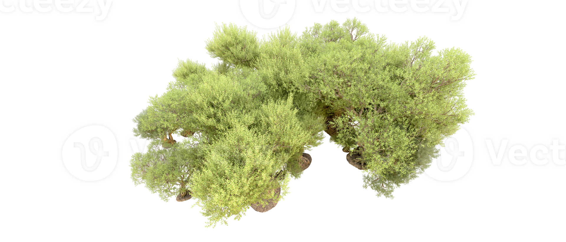 Green forest isolated on background. 3d rendering - illustration png