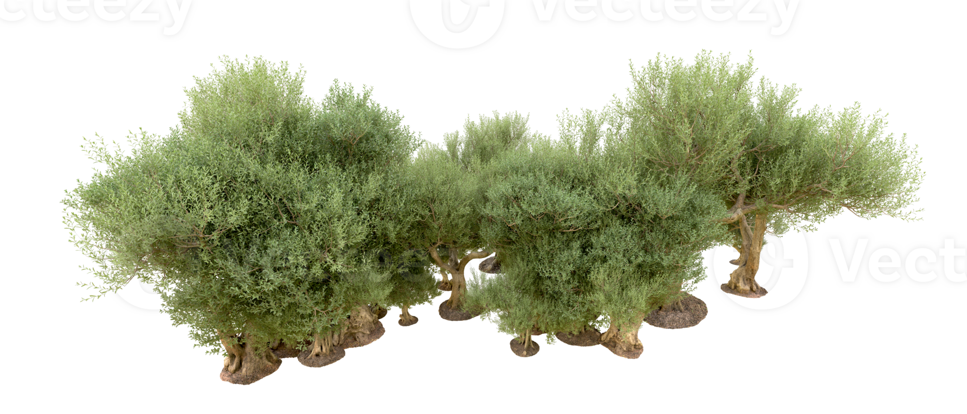 Green forest isolated on background. 3d rendering - illustration png