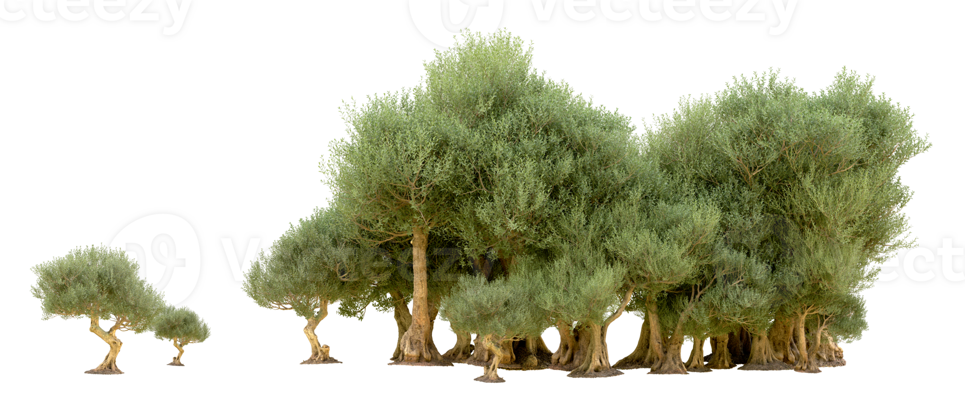 Green forest isolated on background. 3d rendering - illustration png
