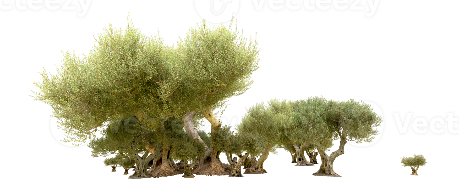Green forest isolated on background. 3d rendering - illustration png