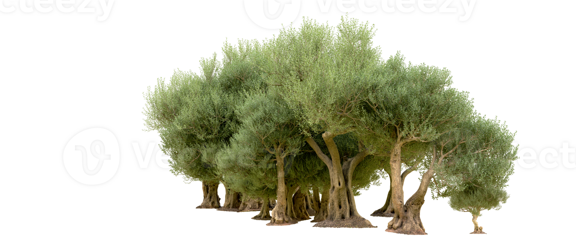 Green forest isolated on background. 3d rendering - illustration png