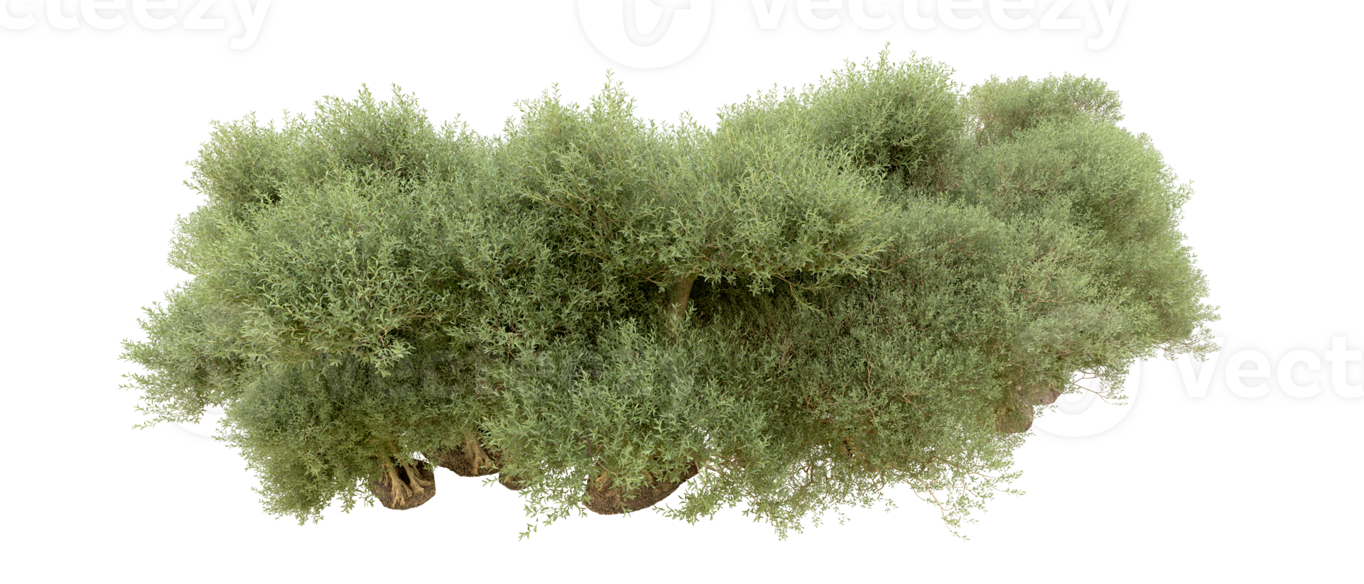 Green forest isolated on background. 3d rendering - illustration png