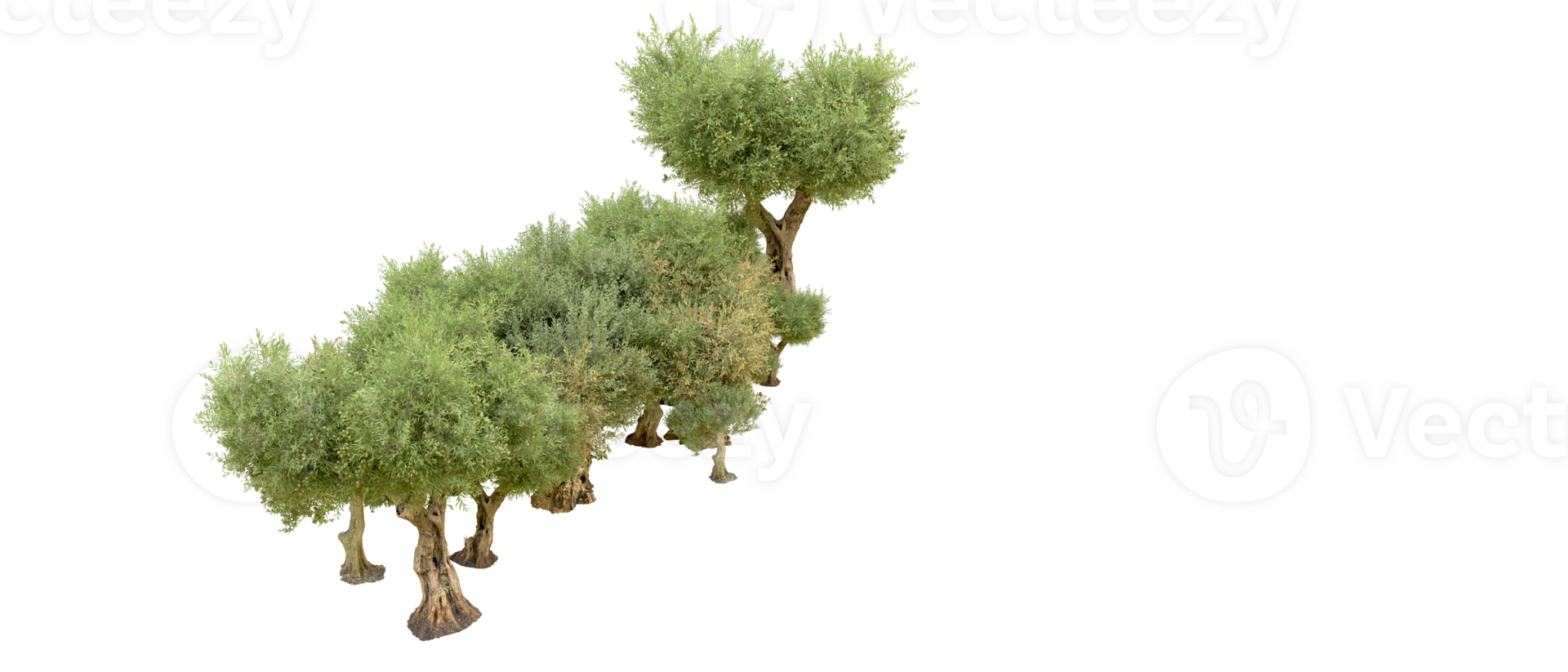 Green forest isolated on background. 3d rendering - illustration png
