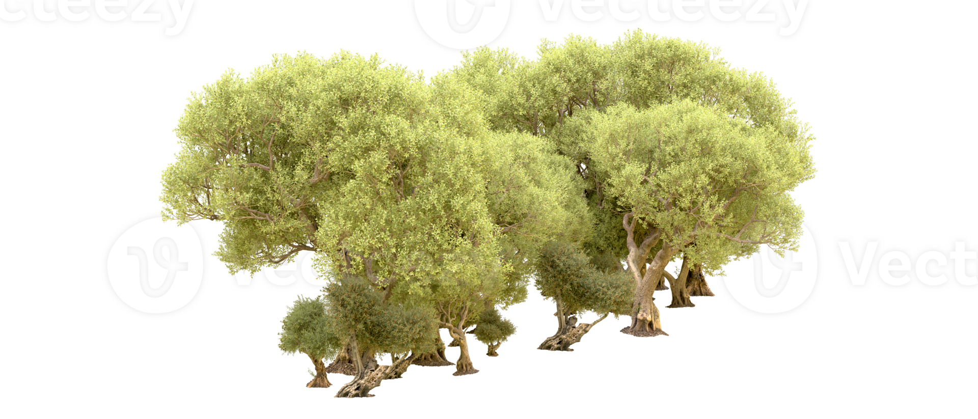 Green forest isolated on background. 3d rendering - illustration png