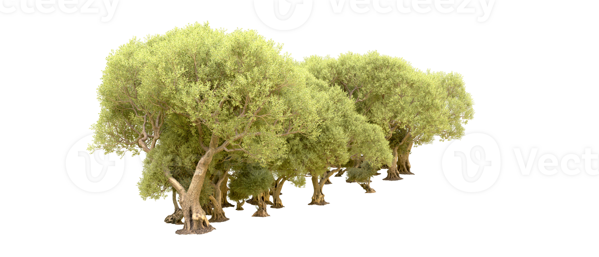 Green forest isolated on background. 3d rendering - illustration png